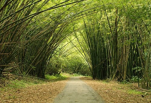 Bamboo Cathedral